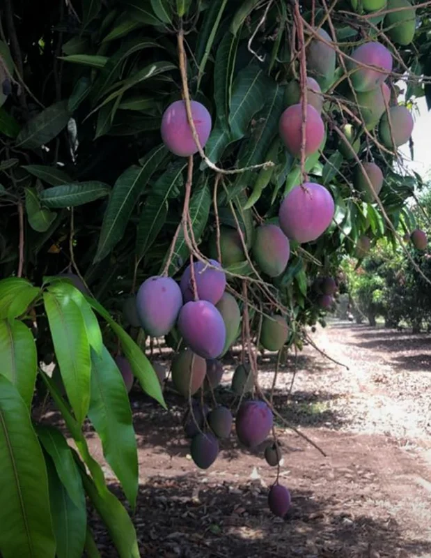 Tommy Atkins Mango Tree - Live Sweet Mango Fruit Plant - Mangifera Indica Tree -1 to 1.5 Ft Tall - Gallon Pot