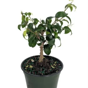 Too Little Weeping Fig Bonsai – Ficus benjamina Indoor House Plant 4