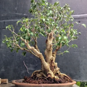 Too Little Weeping Fig Bonsai – Ficus benjamina Indoor House Plant 4