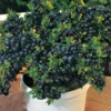 Top Hat Dwarf Blueberry Plant - Compact and High Yield - 3" Pot