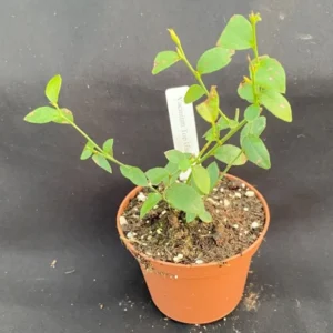 Top Hat Dwarf Blueberry Plant - Compact and High Yield - 3" Pot