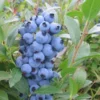 Top Hat Lowbush Blueberry Plant Plug - Edible Fruit - 2-6 in Size