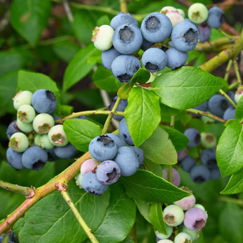 Top Hat Lowbush Blueberry Plant Plug - Edible Fruit - 2-6 in Size