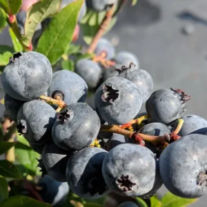 Top Hat Lowbush Blueberry Plant Plug - Edible Fruit - 2-6 in Size