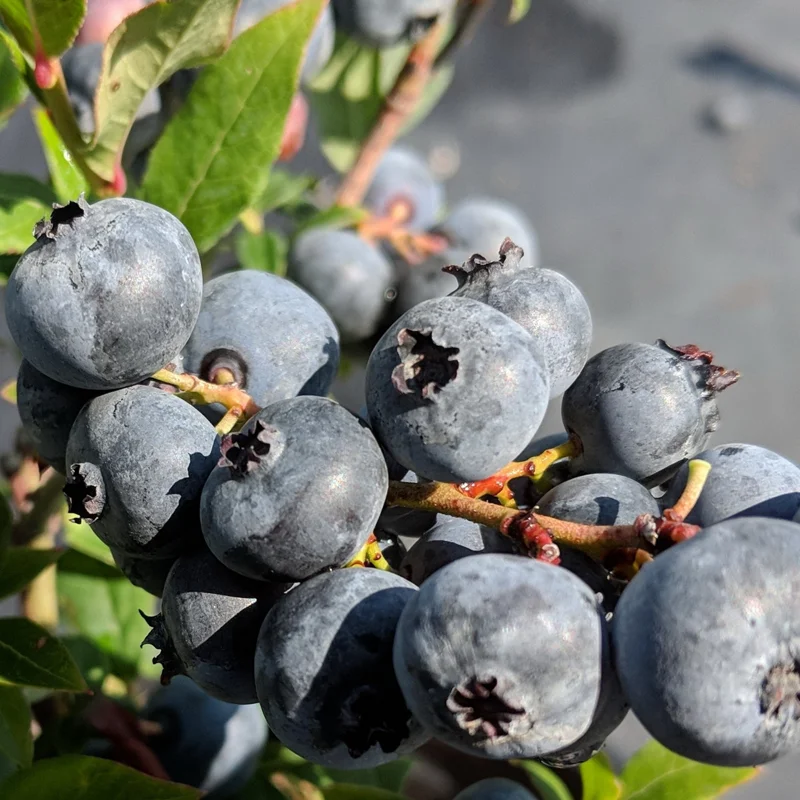 Top Hat Lowbush Blueberry Plant Plug - Edible Fruit - 2-6 in Size