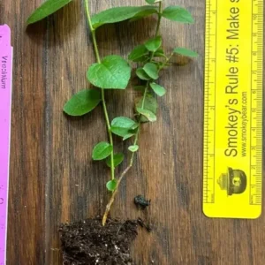 Top Hat Lowbush Blueberry Plant Plug - Edible Fruit - 2-6 in Size