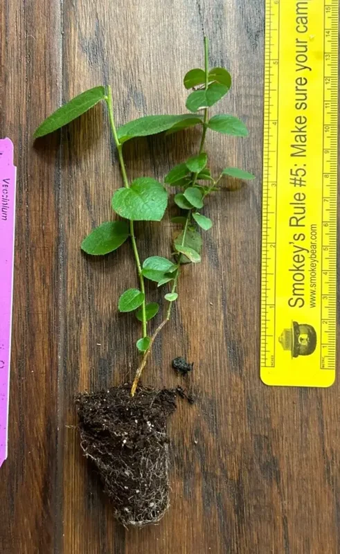 Top Hat Lowbush Blueberry Plant Plug - Edible Fruit - 2-6 in Size