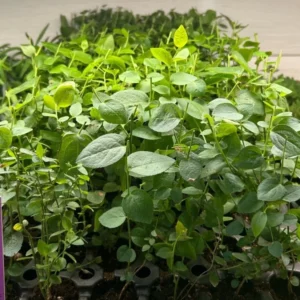 Top Hat Lowbush Blueberry Plant Plug - Edible Fruit - 2-6 in Size