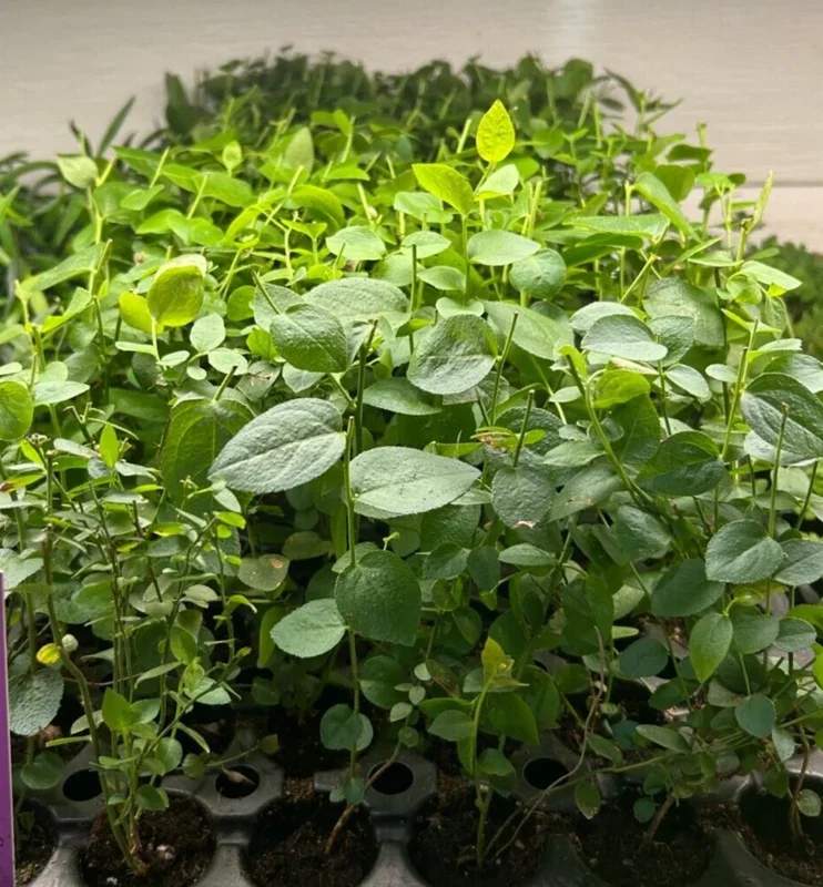 Top Hat Lowbush Blueberry Plant Plug - Edible Fruit - 2-6 in Size