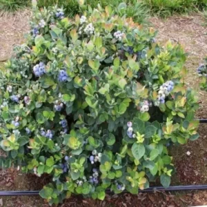 Top Hat Lowbush Blueberry Plant Plug - Edible Fruit - 2-6 in Size