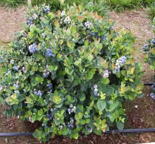 Top Hat Lowbush Blueberry Plant Plug - Edible Fruit - 2-6 in Size