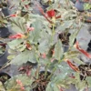 Torch Pink Angel Wing Begonia - 10" to 12" Tall - Live Plant in 4" Pot
