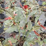 Torch Pink Angel Wing Begonia - 10" to 12" Tall - Live Plant in 4" Pot