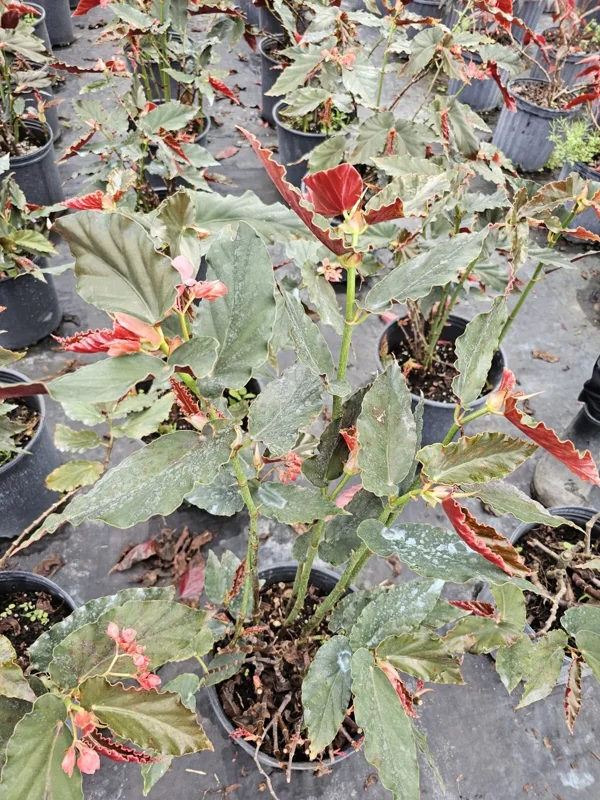 Torch Pink Angel Wing Begonia - 10" to 12" Tall - Live Plant in 4" Pot