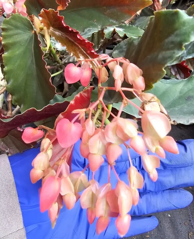 Torch Pink Angel Wing Begonia - 10" to 12" Tall - Live Plant in 4" Pot