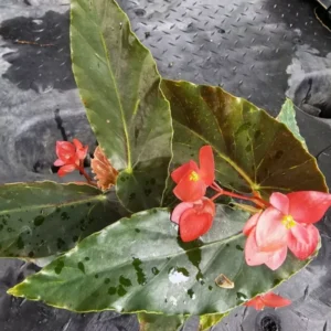 Torch Red Angelwing Begonia Live Plant 10 to 12 Inches Tall in 4-Inch Pot