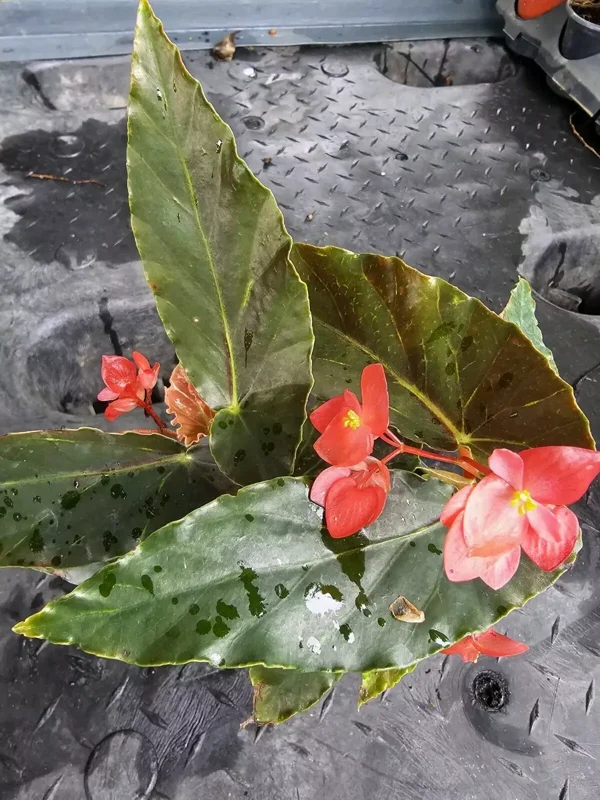 Torch Red Angelwing Begonia Live Plant 10 to 12 Inches Tall in 4-Inch Pot