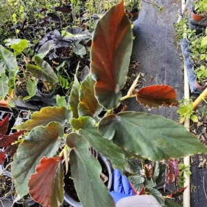 Torch Red Angelwing Begonia Live Plant 10 to 12 Inches Tall in 4-Inch Pot