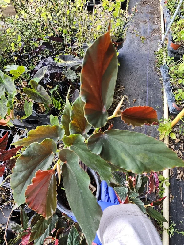 Torch Red Angelwing Begonia Live Plant 10 to 12 Inches Tall in 4-Inch Pot