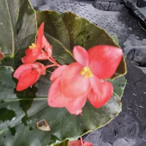 Torch Red Angelwing Begonia Live Plant 10 to 12 Inches Tall in 4-Inch Pot