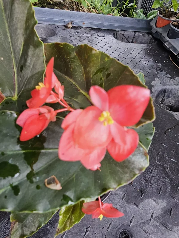 Torch Red Angelwing Begonia Live Plant 10 to 12 Inches Tall in 4-Inch Pot