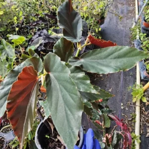 Torch Red Angelwing Begonia Live Plant 10 to 12 Inches Tall in 4-Inch Pot