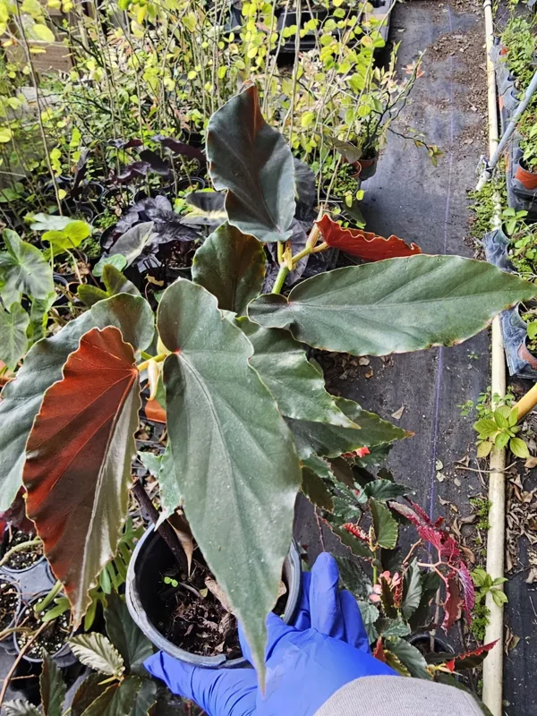 Torch Red Angelwing Begonia Live Plant 10 to 12 Inches Tall in 4-Inch Pot