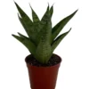 Tough Lady Sansevieria - Indoor Snake Plant in 2.5" Pot - Air Purifying Houseplant