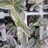 Tradescantia Mini Sweetness - 2in Pot - Pink and Purple Inch Plant - Wandering Jew