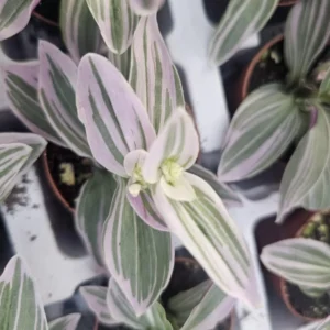 Tradescantia Mini Sweetness - 2in Pot - Pink and Purple Inch Plant - Wandering Jew