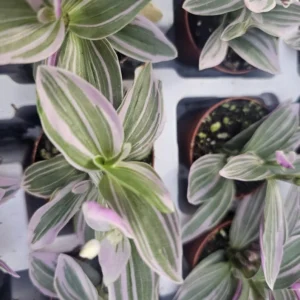 Tradescantia Mini Sweetness - 2in Pot - Pink and Purple Inch Plant - Wandering Jew