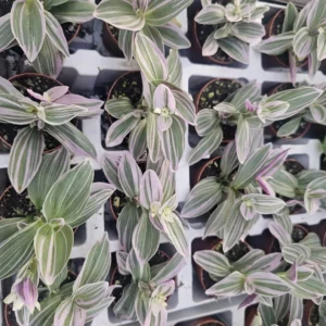Tradescantia Mini Sweetness - 2in Pot - Pink and Purple Inch Plant - Wandering Jew