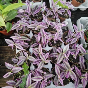 Tradescantia Pink Paradise - 2in Pot - Purple Trailing Inch Plant