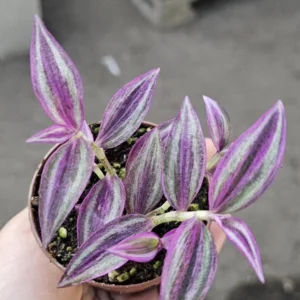 Tradescantia Pink Paradise - 2in Pot - Purple Trailing Inch Plant