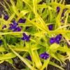 Tradescantia 'Sweet Kate' Spiderwort - Starter Plant - Vibrant Yellow Foliage