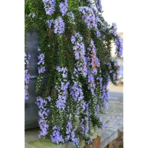 Trailing Rosemary Live Plants - 4 to 6 Inch - Culinary Herb - 2 Pack