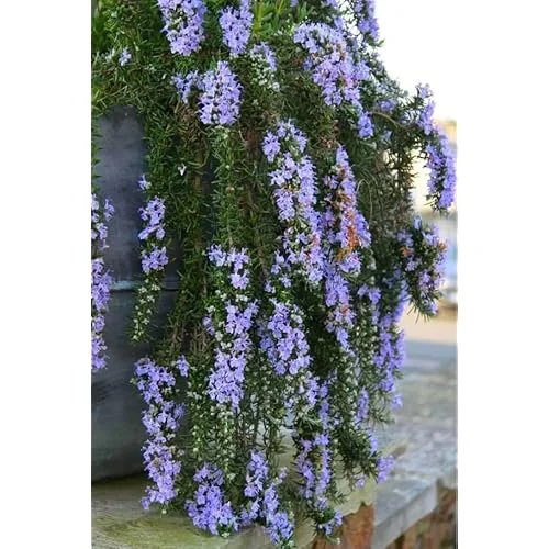 Trailing Rosemary Live Plants - 4 to 6 Inch - Culinary Herb - 2 Pack