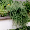 Trailing Rosemary Live Plants – 4 to 6 Inch – Culinary Herb – 3 Pack