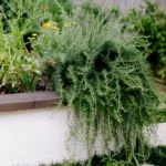 Trailing Rosemary Live Plants – 4 to 6 Inch – Culinary Herb – 3 Pack