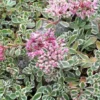 Tricolor Sedum - Variegated Succulent in 2.5 Inch Pot for Fairy Gardens and Indoor Décor
