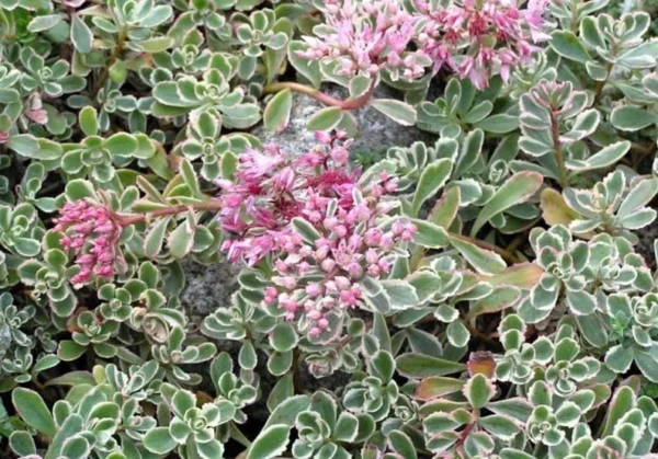 Tricolor Sedum - Variegated Succulent in 2.5 Inch Pot for Fairy Gardens and Indoor Décor