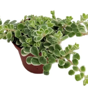Tricolor Sedum - Variegated Succulent in 2.5 Inch Pot for Fairy Gardens and Indoor Décor