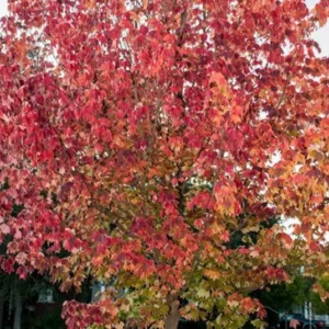 Trident Maple Quart Pot - Hardy & Fast-Growing Ornamental Tree