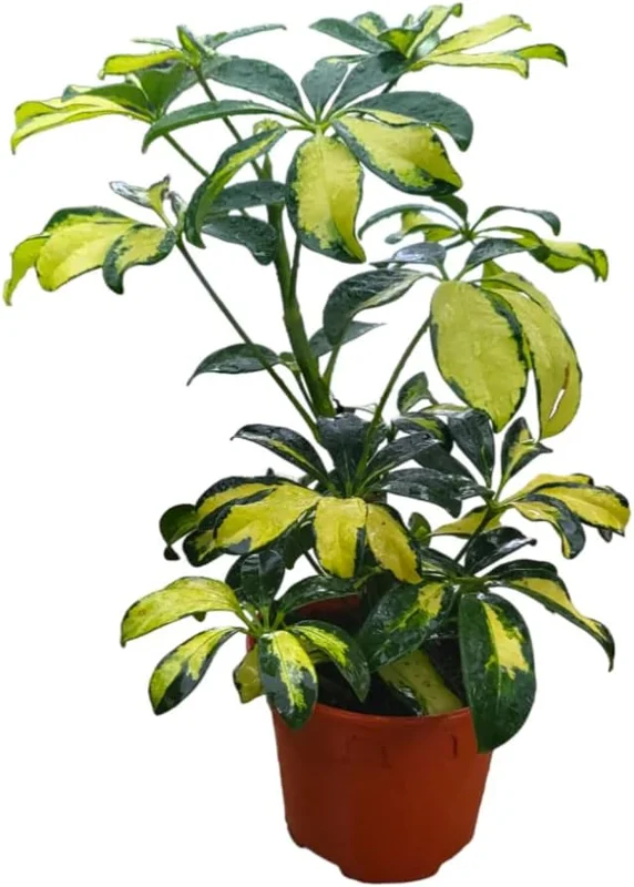 Trinette Arboricola Tree - Variegated Schefflera Plant - Yellow Umbrella Tree, 6-10 Inch Tall Houseplant