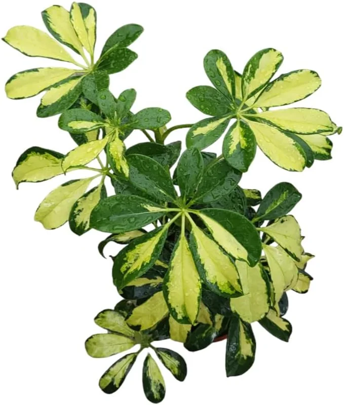 Trinette Arboricola Tree - Variegated Schefflera Plant - Yellow Umbrella Tree, 6-10 Inch Tall Houseplant