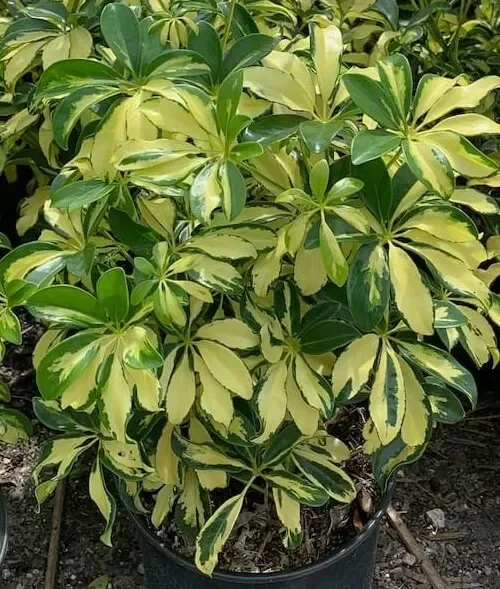 Trinette Variegated Schefflera Live Plant, 10-12 Inches Tall, Yellow Green Foliage, Umbrella Tree