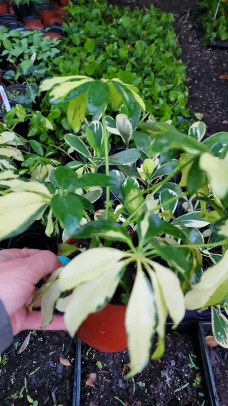 Trinette Variegated Schefflera Live Plant, 10-12 Inches Tall, Yellow Green Foliage, Umbrella Tree