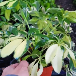 Trinette Variegated Schefflera Live Plant, 10-12 Inches Tall, Yellow Green Foliage, Umbrella Tree