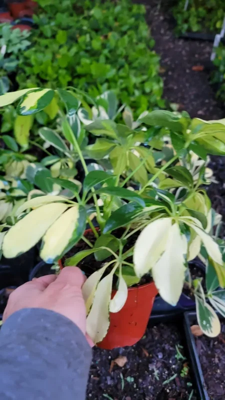 Trinette Variegated Schefflera Live Plant, 10-12 Inches Tall, Yellow Green Foliage, Umbrella Tree