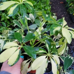 Trinette Variegated Schefflera Live Plant, 10-12 Inches Tall, Yellow Green Foliage, Umbrella Tree